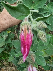 Nisotra