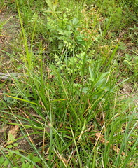 Juncus marginatus