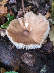 Megacollybia