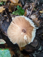 Megacollybia