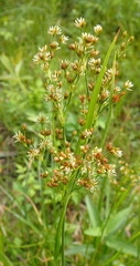 Juncus marginatus