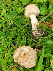 Chlorophyllum rhacodes