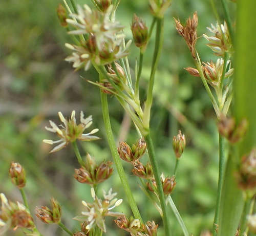 Bog rush (Juncus biflorus)