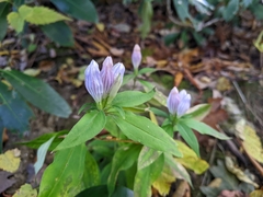 Gentiana decora