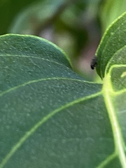 Milichiidae