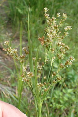 Juncus marginatus