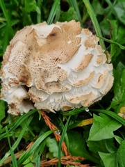 Chlorophyllum rhacodes