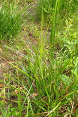 Juncus marginatus