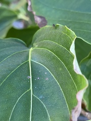 Milichiidae