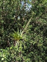 Vriesea macrostachya