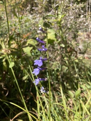 Lobelia