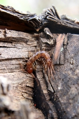 Lithobius forficatus