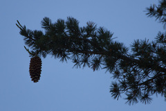 Pinus lambertiana