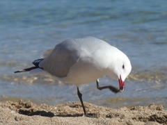 Ichthyaetus audouinii