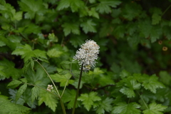Actaea rubra
