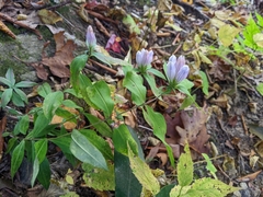 Gentiana decora