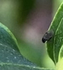 Milichiidae
