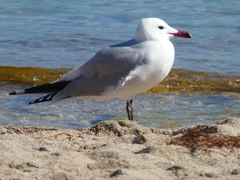 Ichthyaetus audouinii