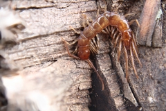 Lithobius forficatus