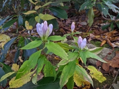 Gentiana decora
