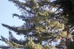 Pinus lambertiana