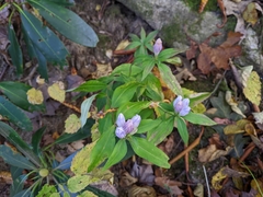 Gentiana decora
