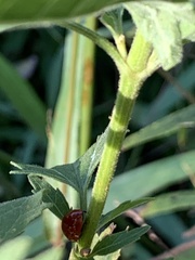 Cycloneda sanguinea