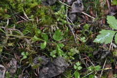 Puccinia pimpinellae