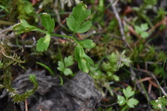 Puccinia pimpinellae