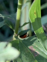 Cycloneda sanguinea