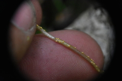 Puccinia pimpinellae