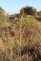 Dipsacus