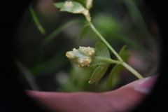 Puccinia pimpinellae