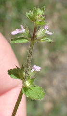 Stachys crenata