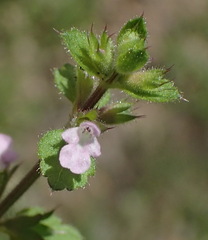 Stachys crenata