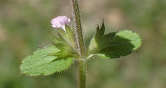 Stachys crenata