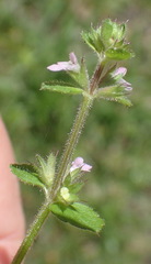 Stachys crenata