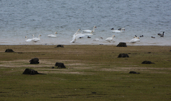 Cygnus columbianus bewickii