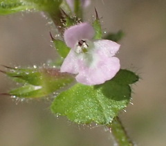 Stachys crenata