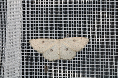 Cyclophora albipunctata
