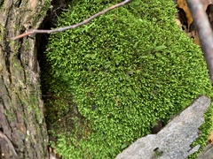 Fissidens taxifolius