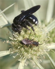 Andrena albopunctata