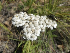 Acmaeodera
