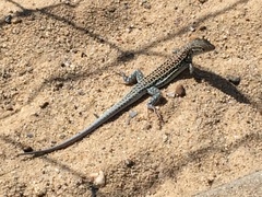 Acanthodactylus erythrurus
