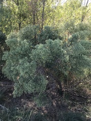 Baccharis halimifolia