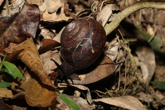 Sphaerospira fraseri