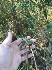 Baccharis halimifolia