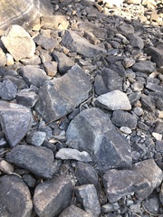 Thamnophis elegans elegans