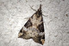 Hypena obsitalis