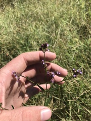 Verbena brasiliensis